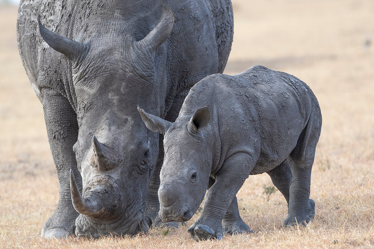A rhino grazes in the Ol Pejeta Conservancy. Visiting this sanctuary is a unique experience for anyone planning a trip to Kenya, especially for rhino sightings