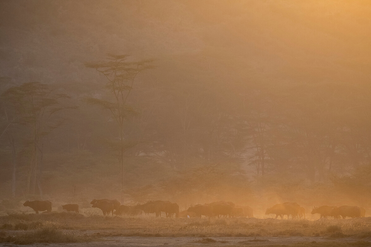 planning a trip to Kenya? Witnessing a buffalo at sunrise near Lake Nakuru is a stunning experience, with the golden light illuminating the landscape