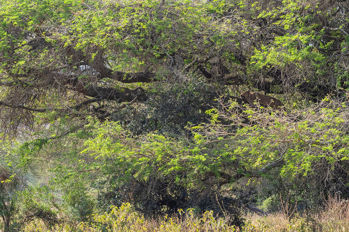 A lion naps in the branches of a tree in Lake Nakuru National Park. This unique sight is one of the many wonders you can experience during a safari in Kenya