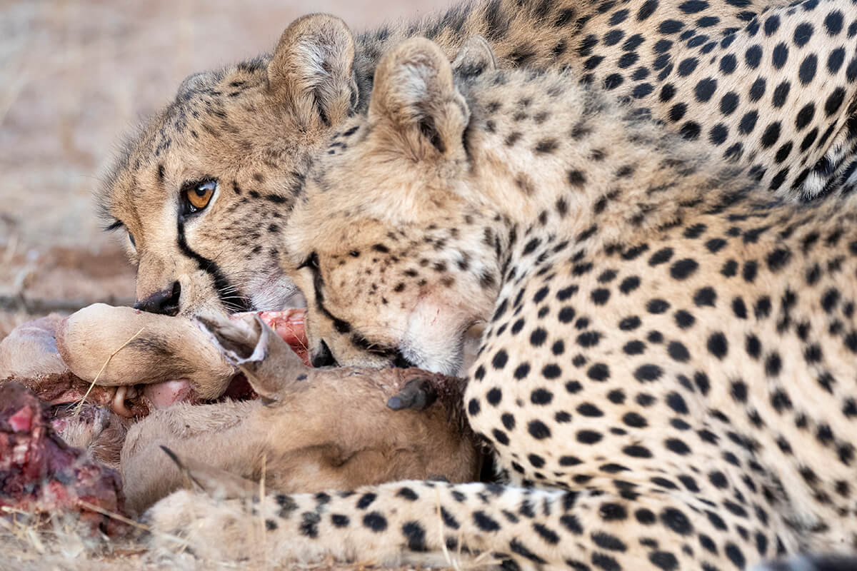 Three cheetahs feast on a Thompson's gazelle in Samburu. For those planning a trip to Kenya, witnessing such dramatic wildlife moments is a highlight of the safari experience