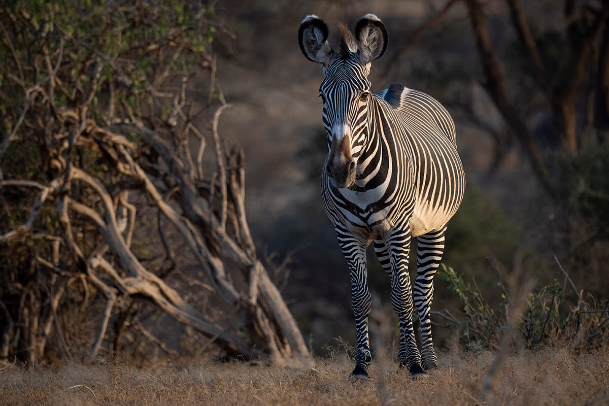 A Grevy's zebra stands in the Samburu region, showcasing its distinctive stripes.