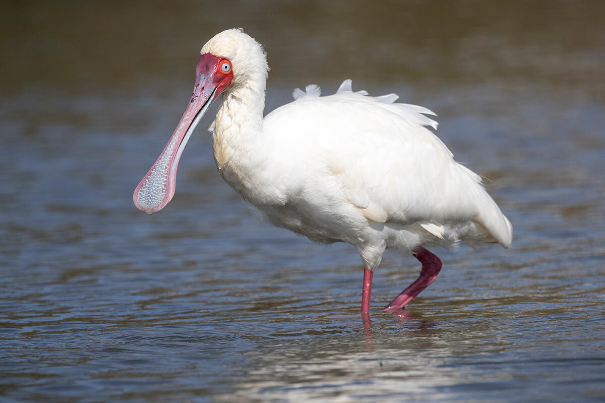 A bird wades through the waters of Lake Naivasha, its reflection shimmering on the surface.