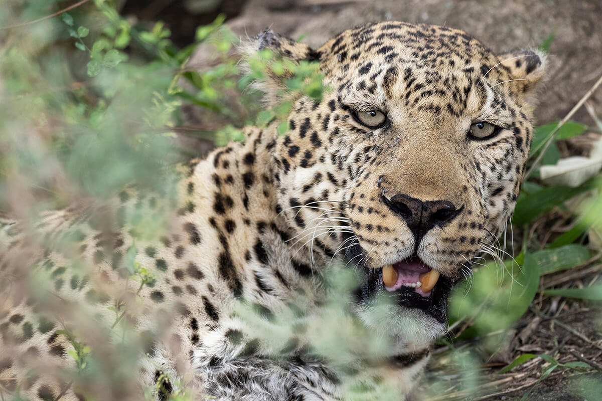 A leopard sleeps peacefully on the ground in the Maasai Mara, resting in the tall grass