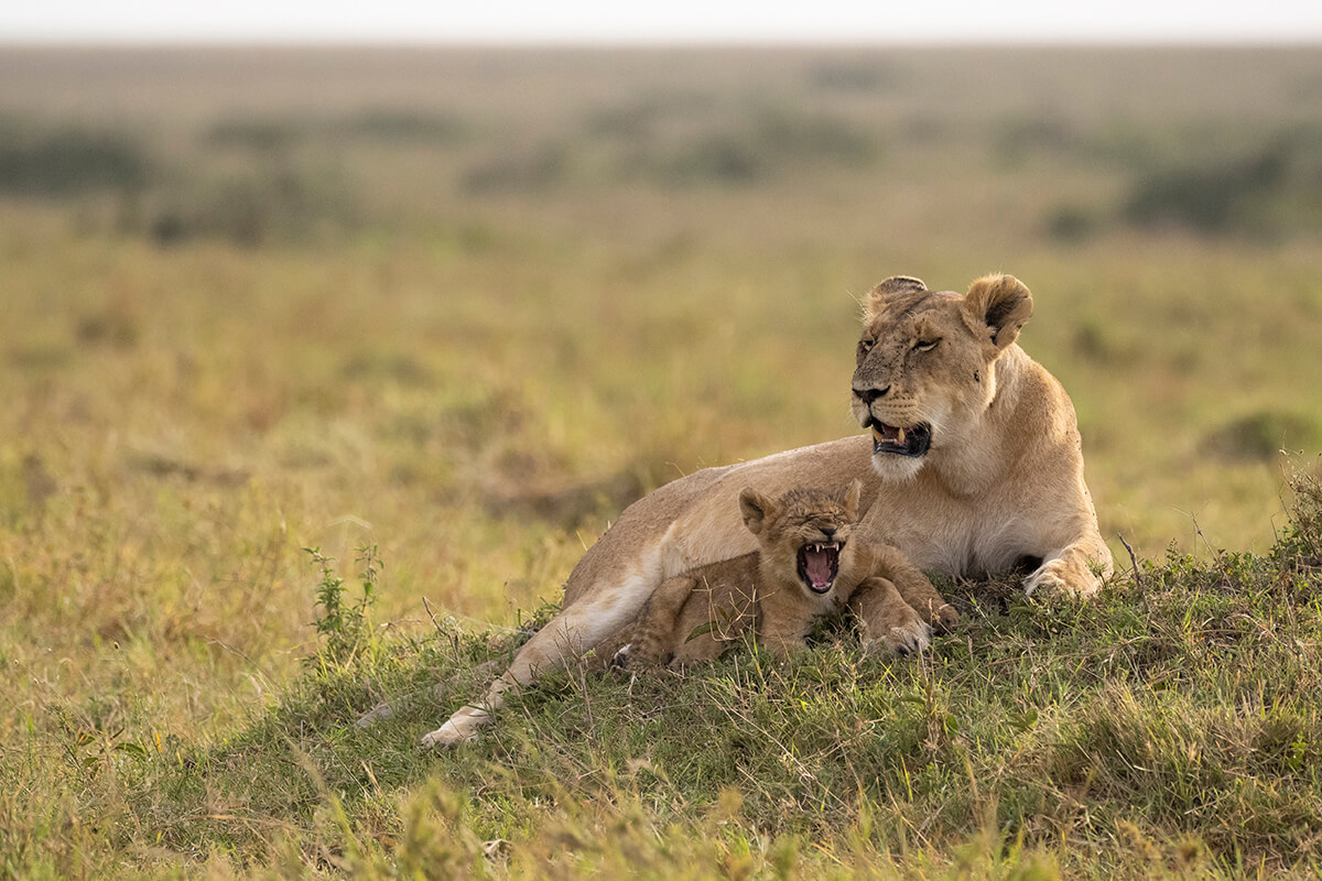 A female lion watches over her cub in the tall grass. This heartwarming scene is common in the Maasai Mara, where you can observe these majestic animals in their natural habitat