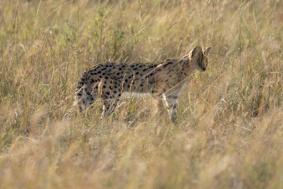 A serval cat prowls the grasslands of the Maasai Mara, its distinctive ears alert to its surroundings
