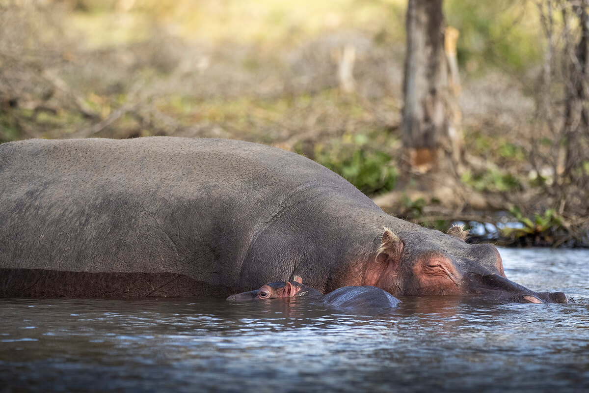 A group of hippos lounging in a river. These large mammals are often spotted in Kenya’s lakes and rivers