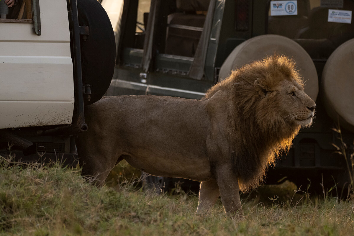 A lion walks between cars in the Maasai Mara, undisturbed by the safari vehicles. For those planning a trip to Kenya, encounters like this are a thrilling part of the safari experience