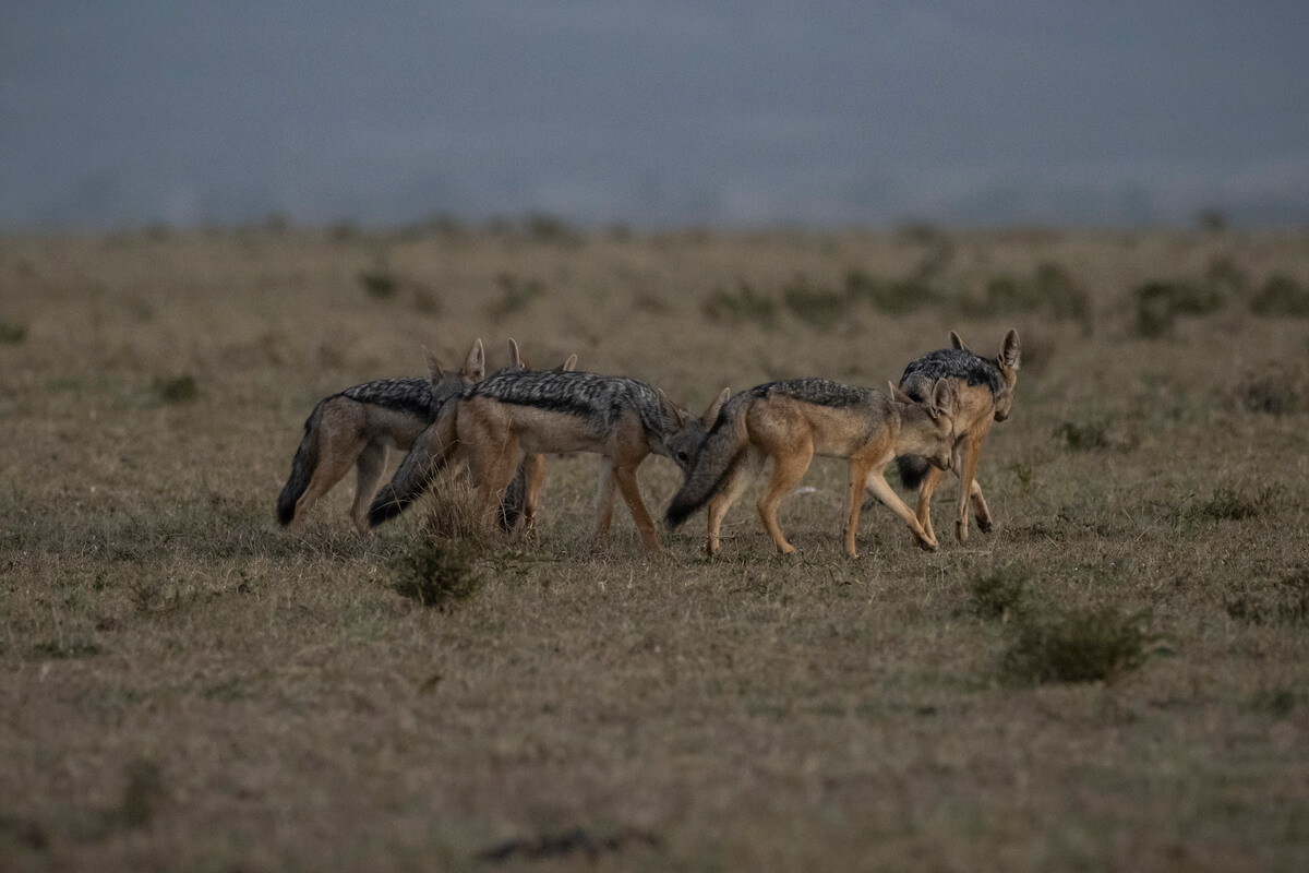a group of jackals patrolling the territory