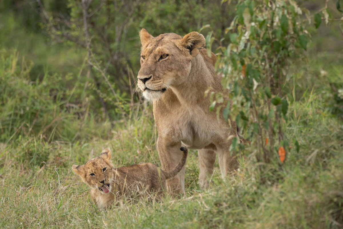 Scene of a lioness with her cub in the Masai Mara, a magical moment from a safari organized with one of the best local tour operator in kenya