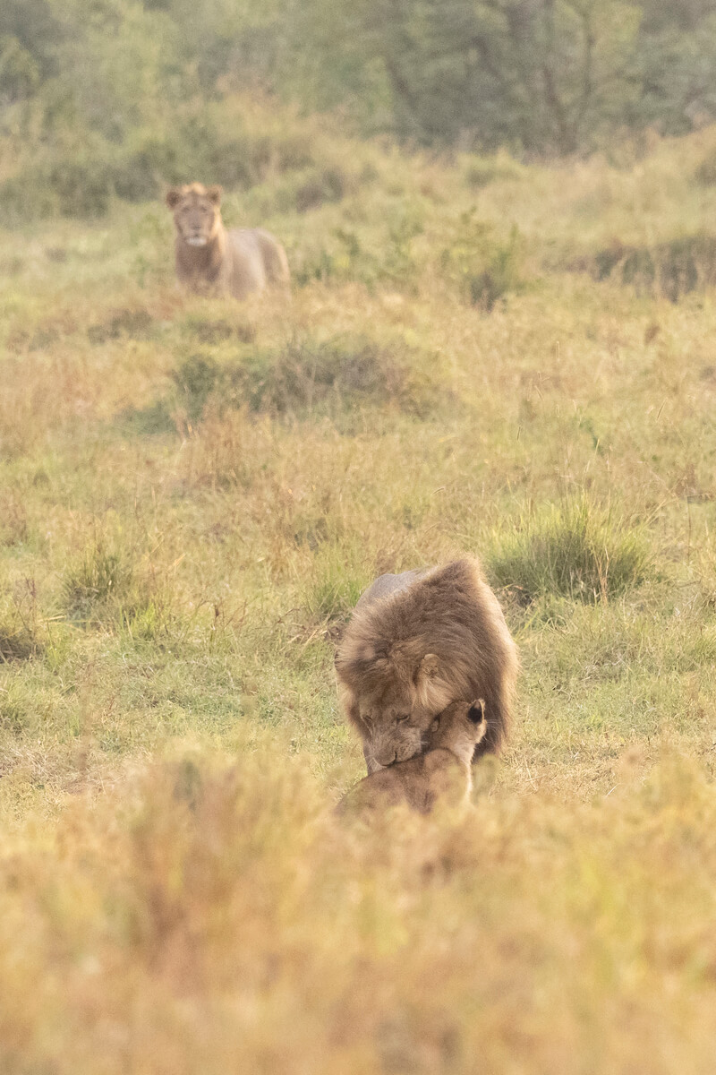 leones en el Masai Mara durante la salida de sol