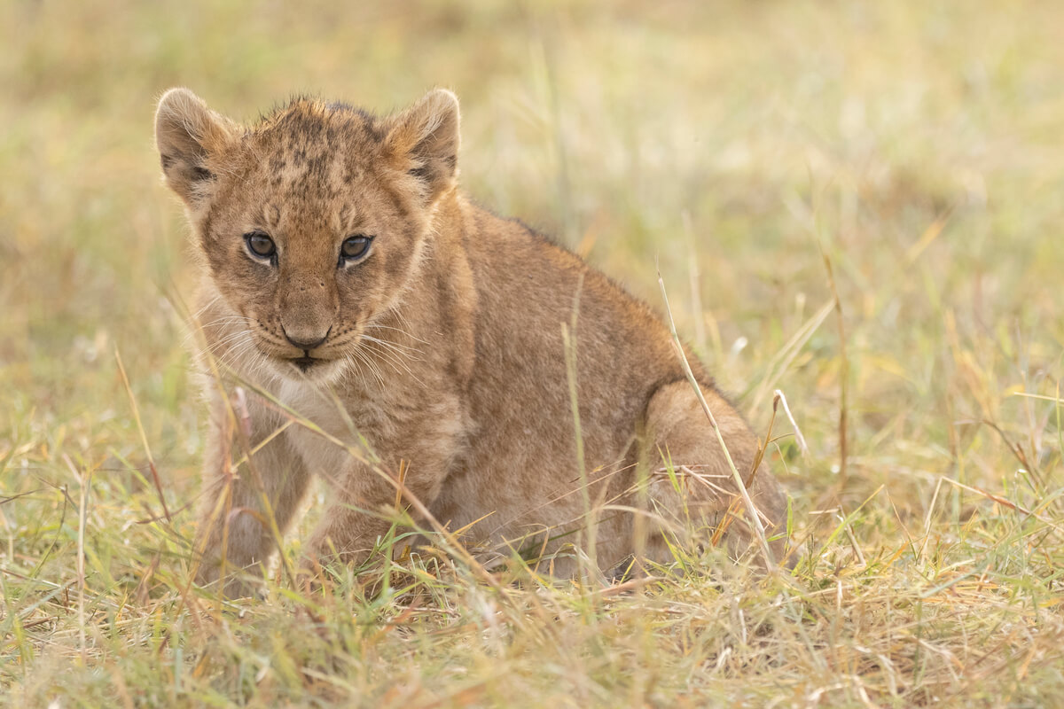A three-month-old lion cub seen during a safari with a local tour operator in Kenya