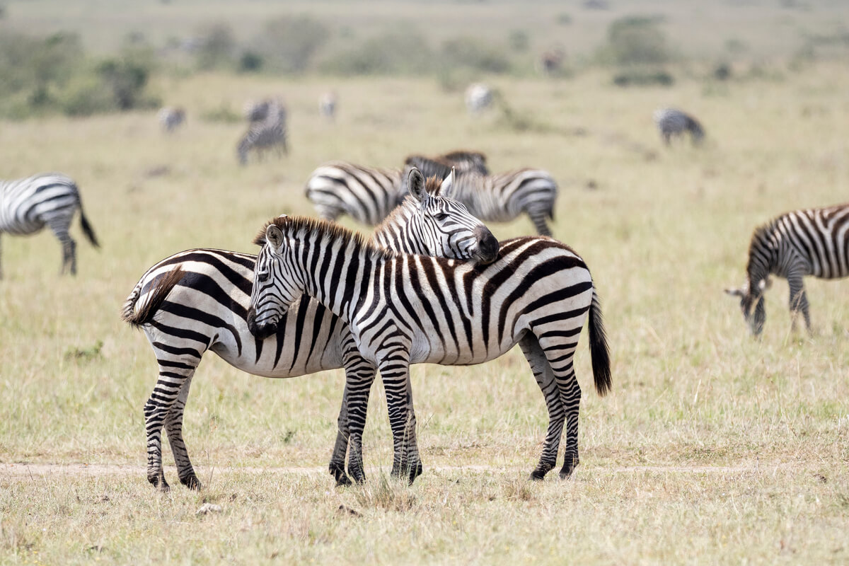 hacer safaris con agencias locales en Kenia permite realizar viajes más económicos pero con todos los detalles de quienes conocen bien el país