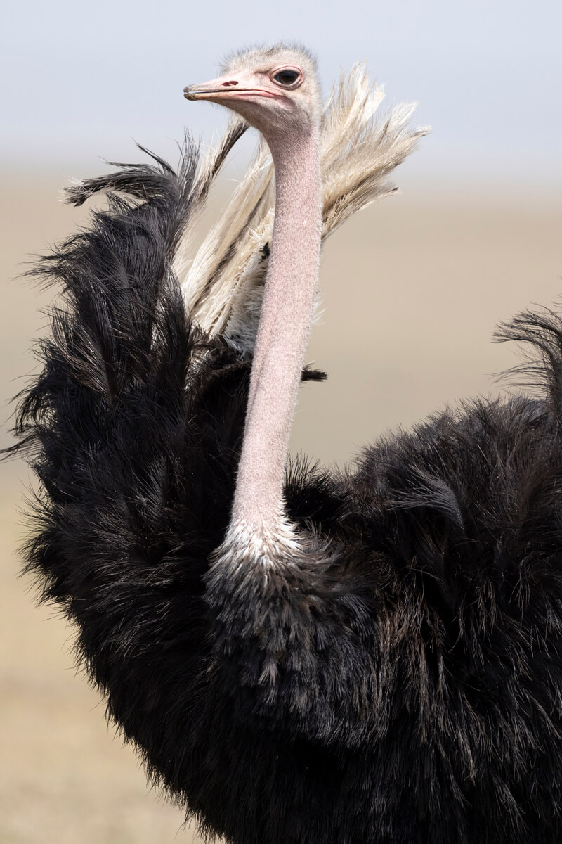 A close-up of an ostrich—the largest bird you can spot during a safari in Kenya with a local tour operator