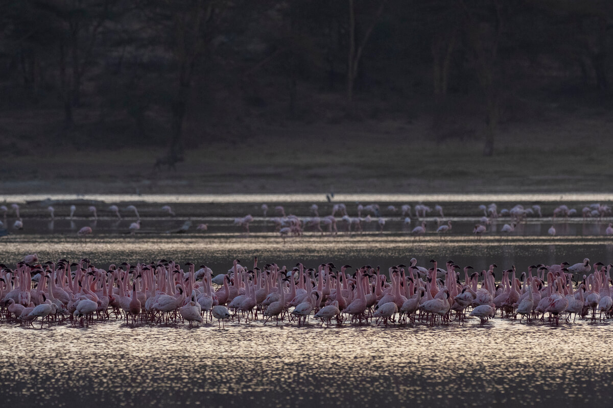 Local Tour Operators in Kenya Know Seasonal Wildlife Movements