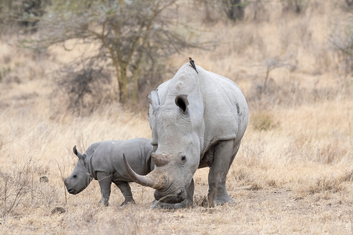 White rhinos at Lake Nakuru