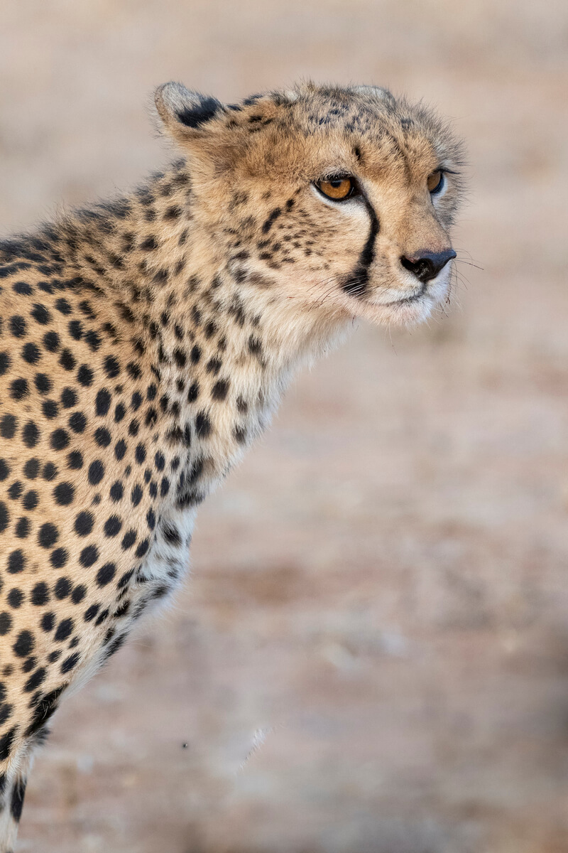 Going with a guide from a local tour operator in Kenya increases your chances of witnessing unique moments—like this cheetah in Samburu National Reserve