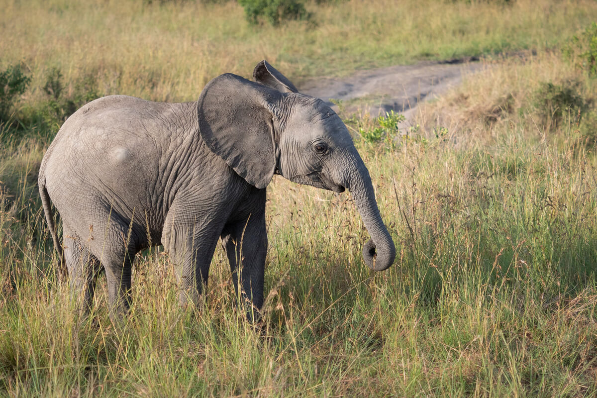 A baby elephant photographed during a safari in Kenya