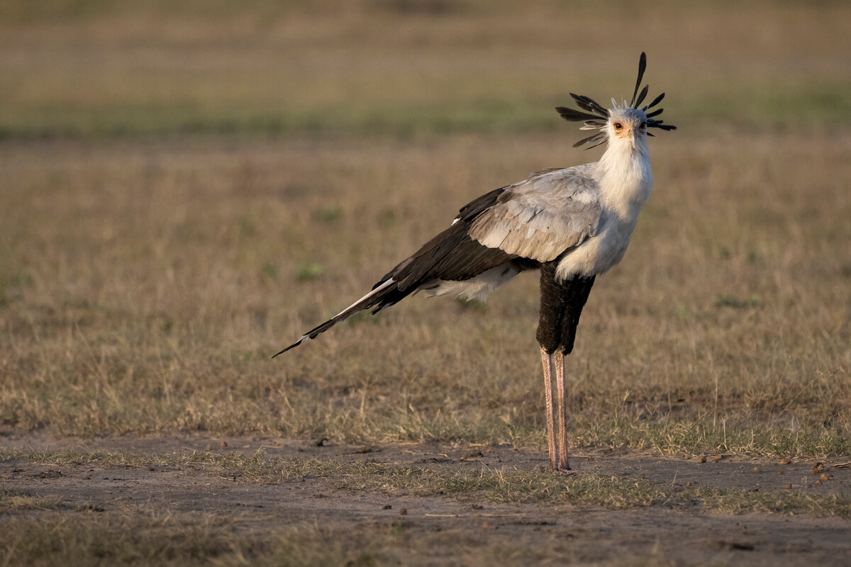 A secretary bird in the Masai Mara during a safari organized with a local Kenyan agency