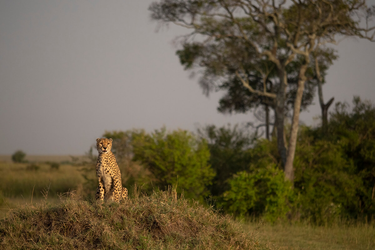 A cheetah photographed during sunrise in the African savannah