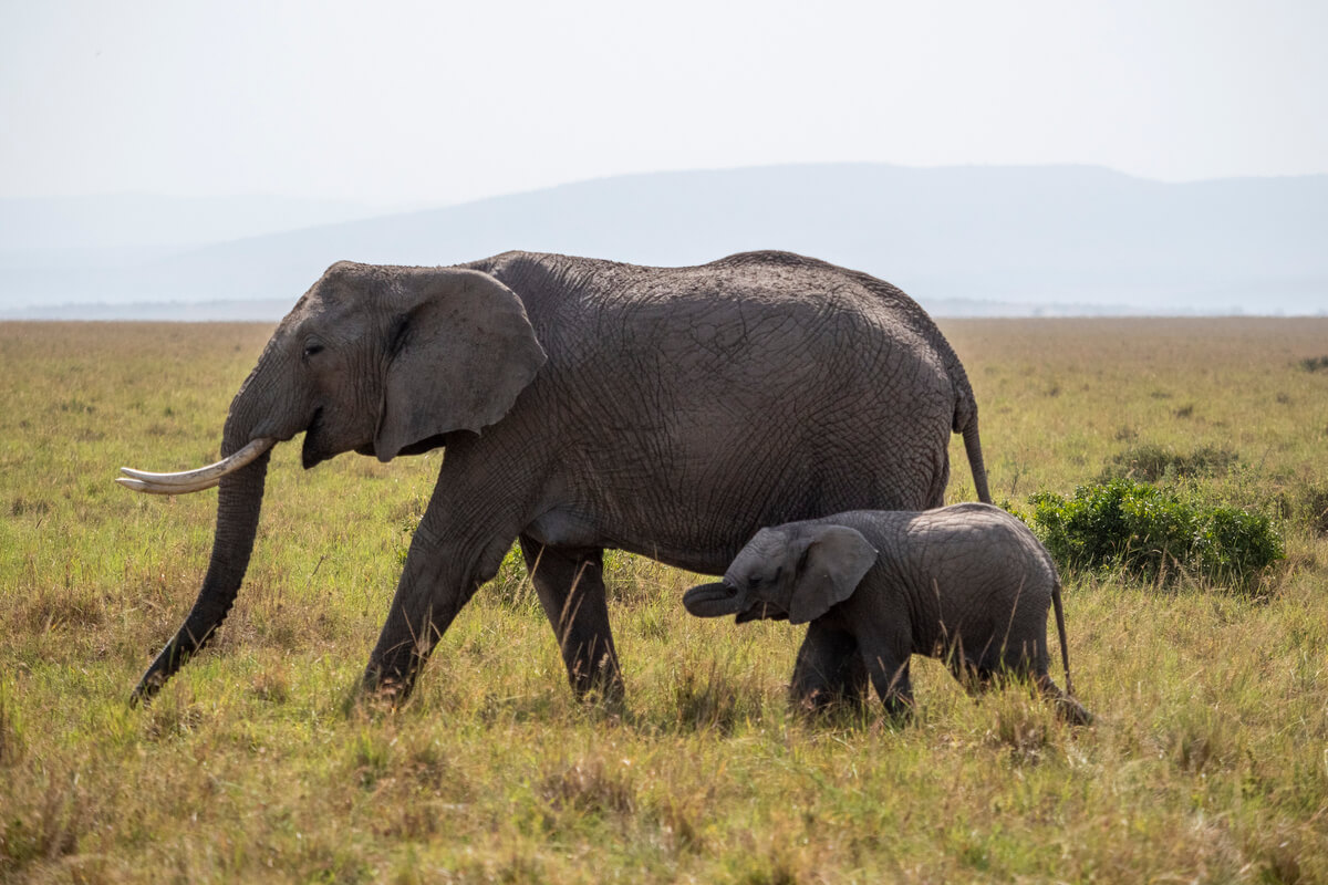 elephant during a safari with a local tour operator in kenya
