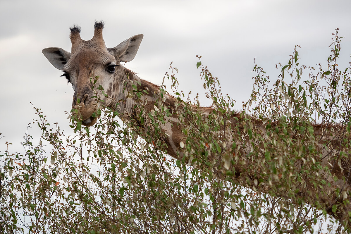 giraffa che mangia foglie dalla cima di un albero
