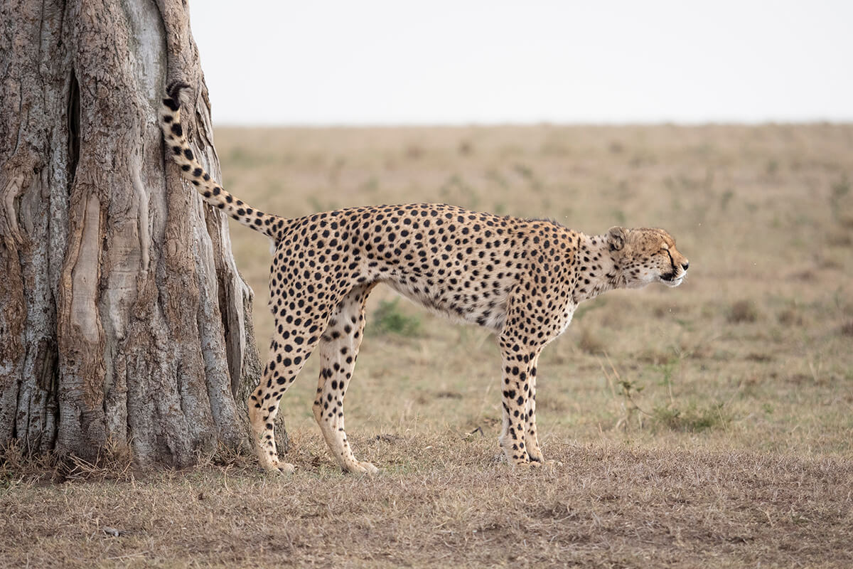 Ghepardo che segna un albero per delimitare il suo territorio nel Masai Mara