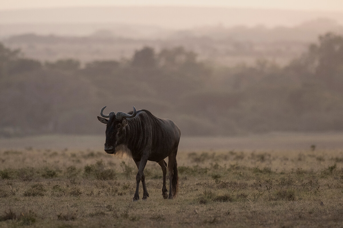 Gnu, uno dei simboli della grande migrazione, su un safari nel Masai Mara in Kenya.