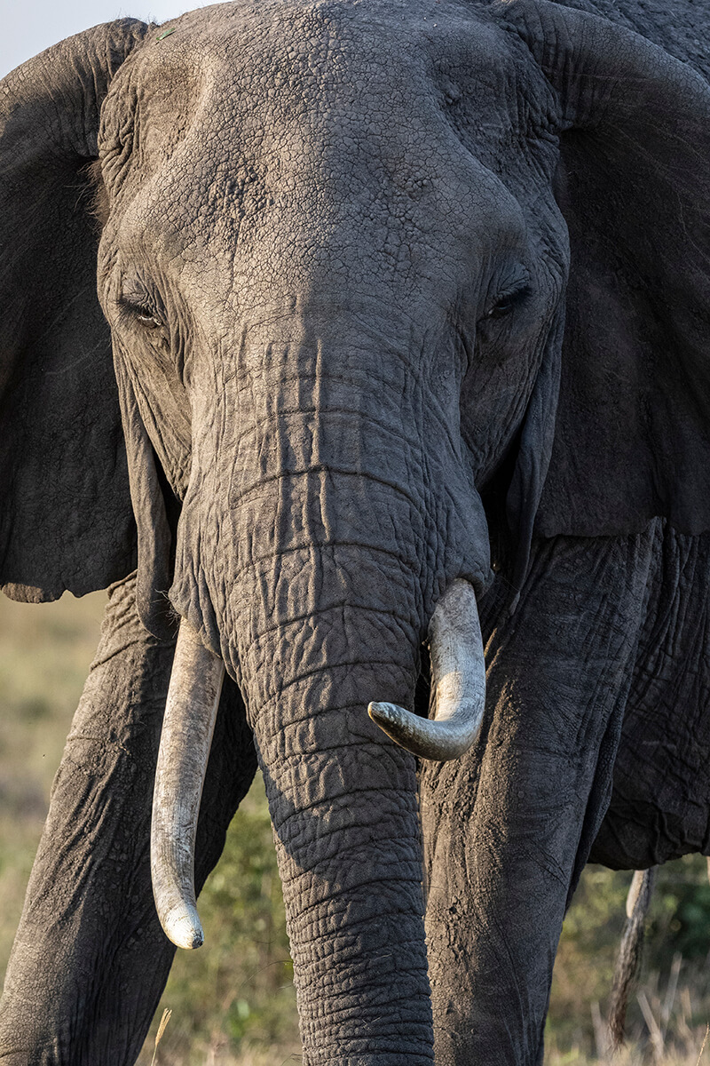 elefante nel Masai Mara