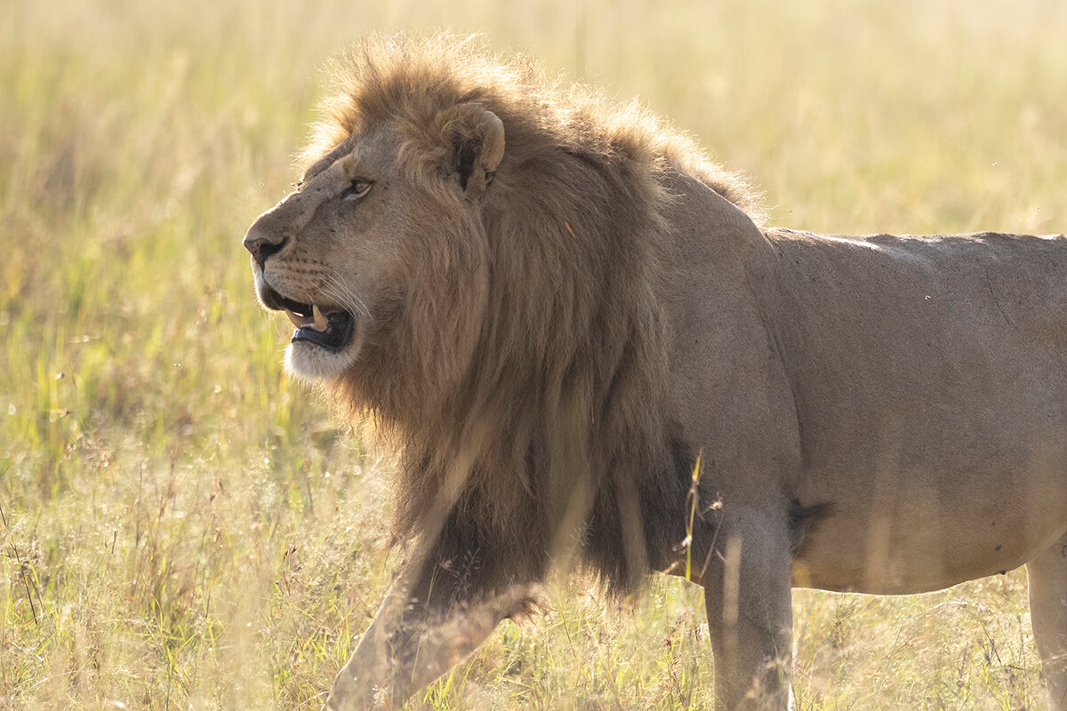 Un leone durante un safari nel Masai Mara all'alba