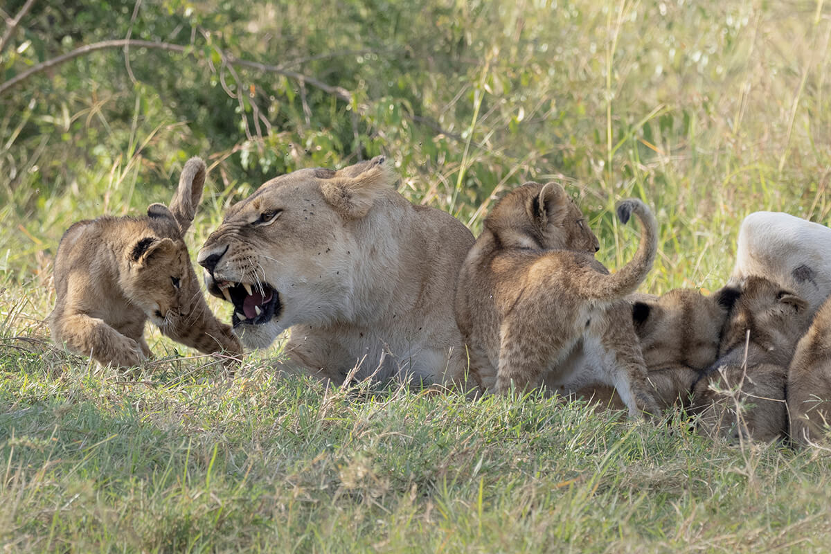 Una leonessa con i suoi sei cuccioli durante un safari in Kenya con un'agenzia locale
