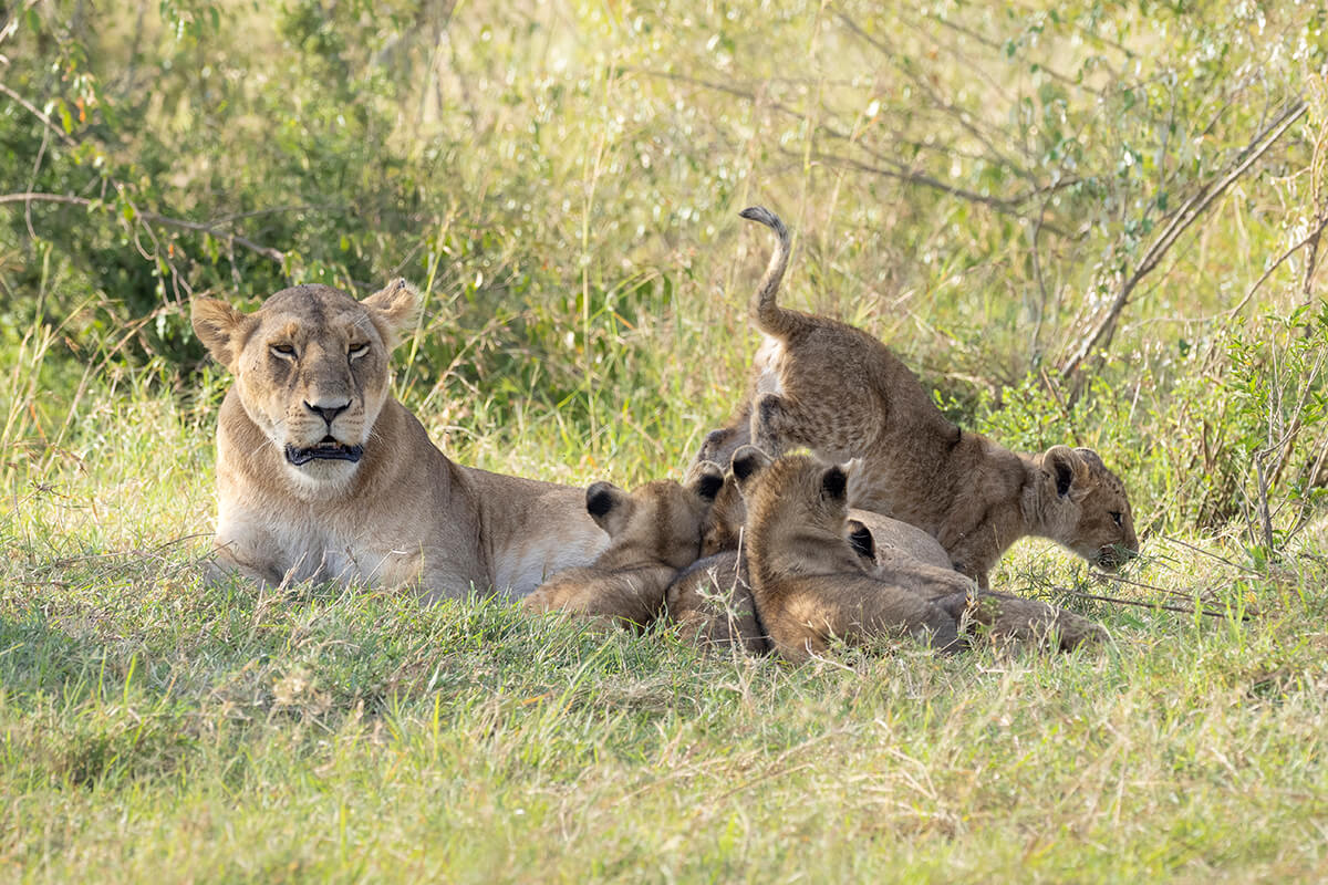 cuccioli di leone della Rongai Pride