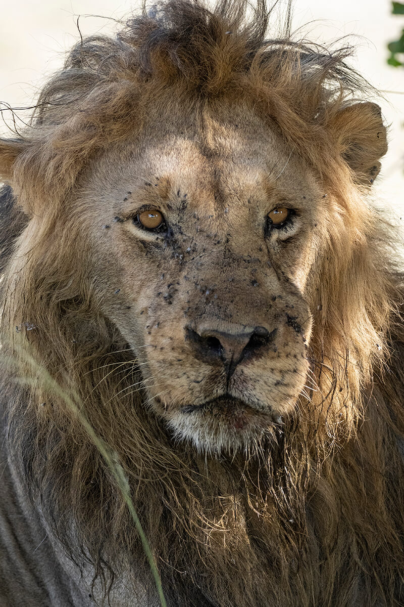 Leone con una ferita fotografato nel Masai Mara vicino al Talek Gate