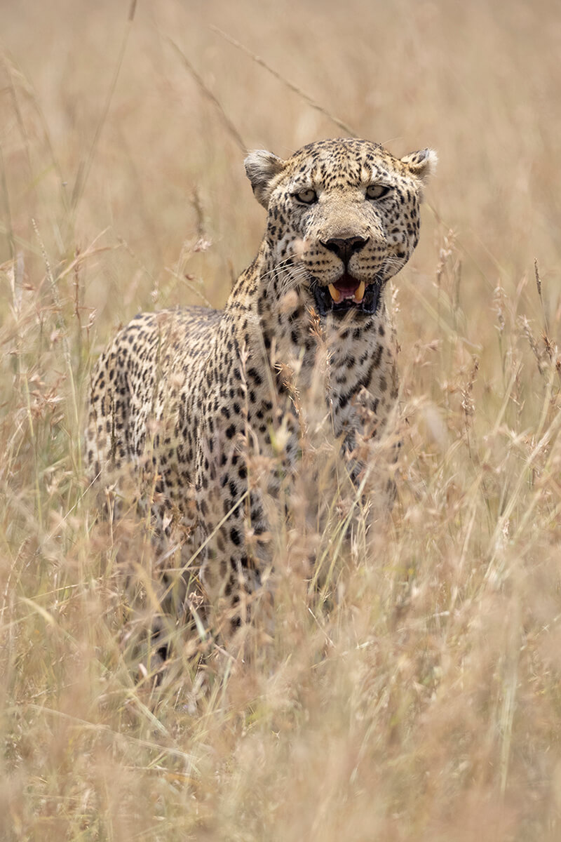 leopardo durante un safari nel masai mara in febbraio