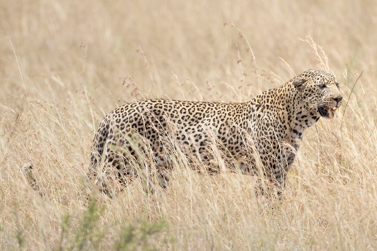 Leopardo nella savana durante un safari nel Masai Mara