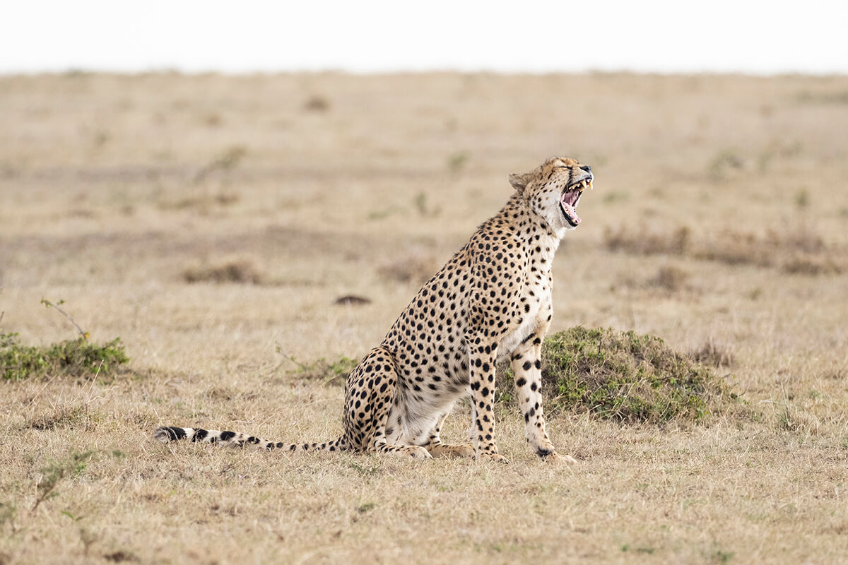 Ghepardo fotografato durante un safari nel Masai Mara durante un viaggio in Kenya con un'agenzia locale.