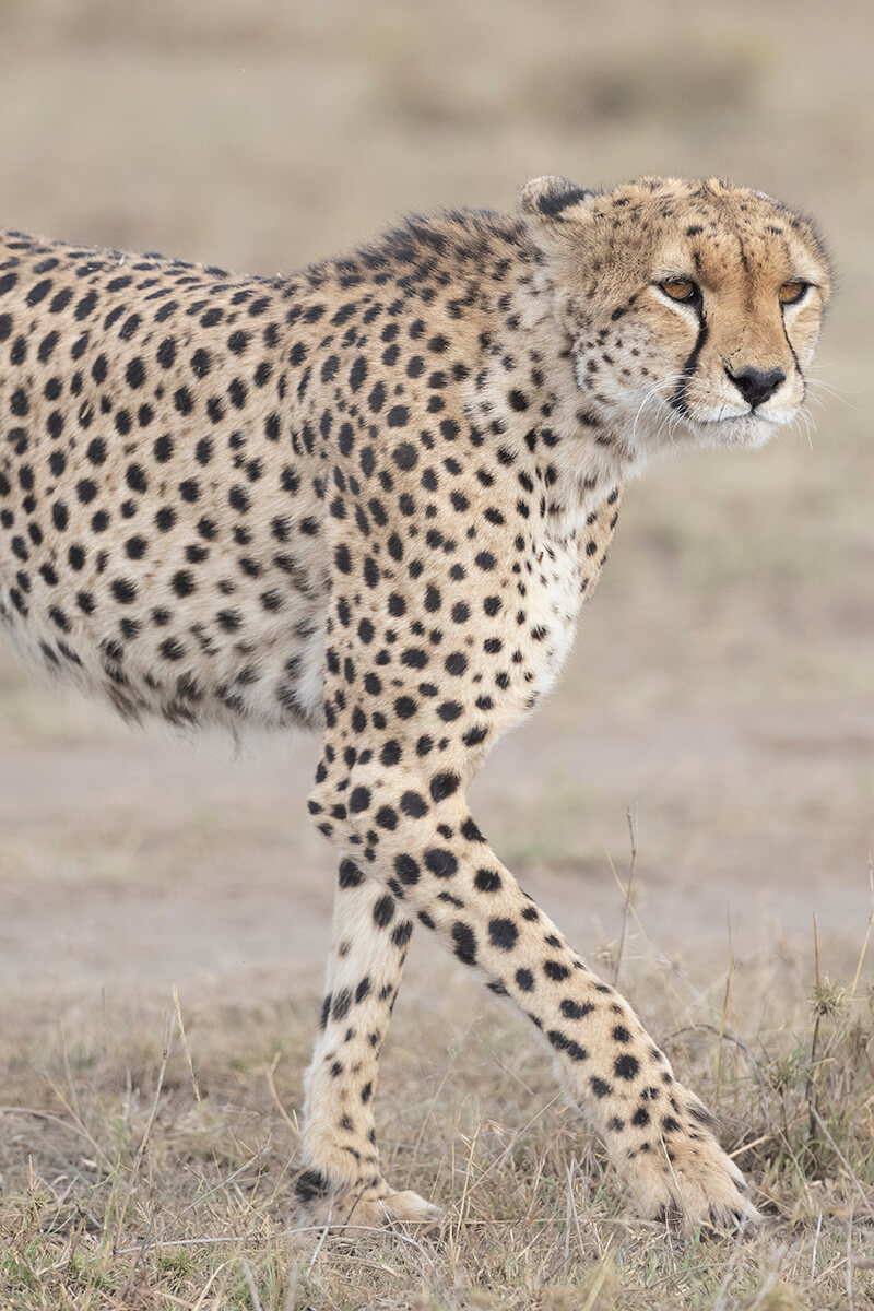 Ghepardo che cammina nel Masai Mara e fotografato durante un safari in Kenya