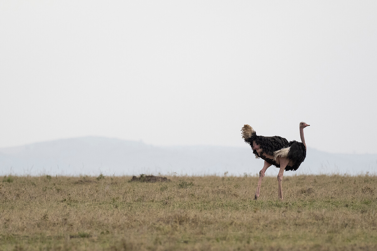 struzzo nel Masai Mara
