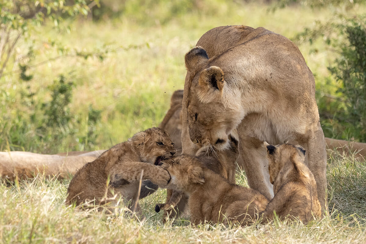 Cuccioli di leone durante un safari pomeridiano con il Branco Rongai nel Masai Mara