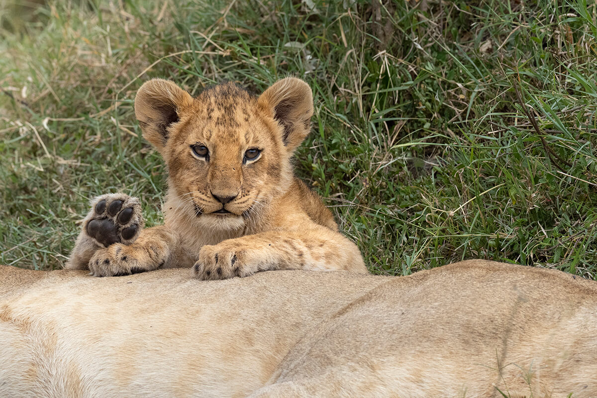 Cucciolo di leone fotografato nel Masai Mara in Kenya