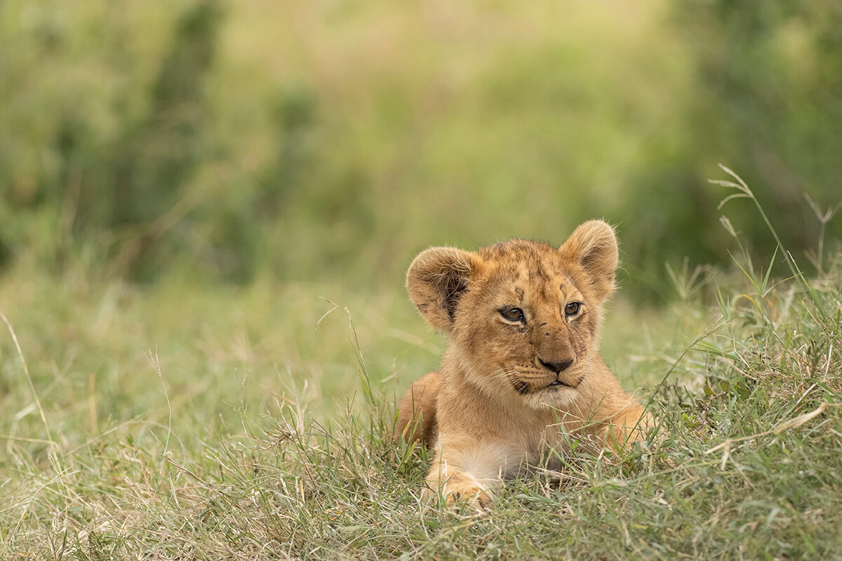 cucciolo di leone durante un safari nel masai mara