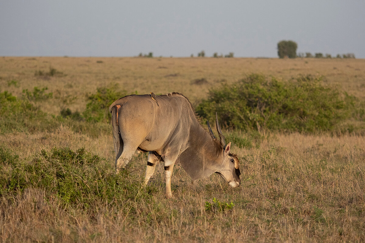eland, il più grande antilope dell'Africa