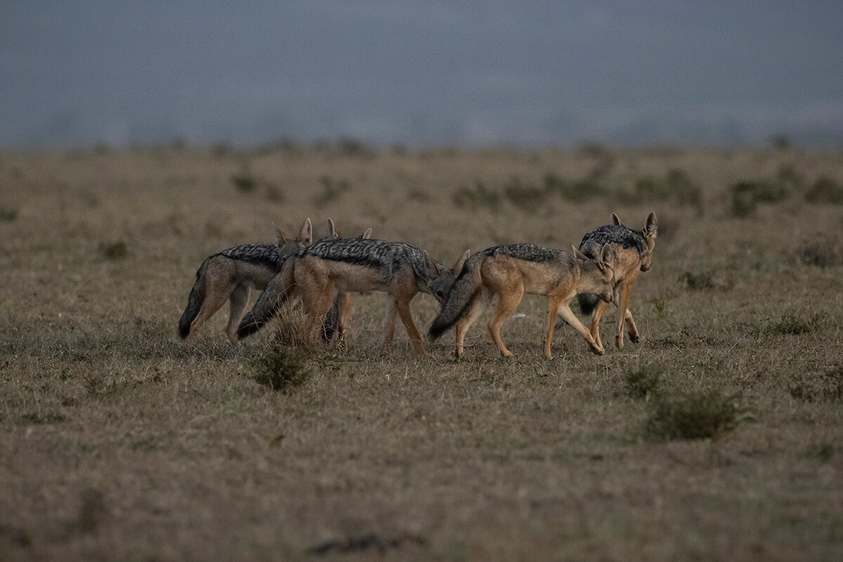 gruppo di sciacalli che pattugliano la savana all'alba