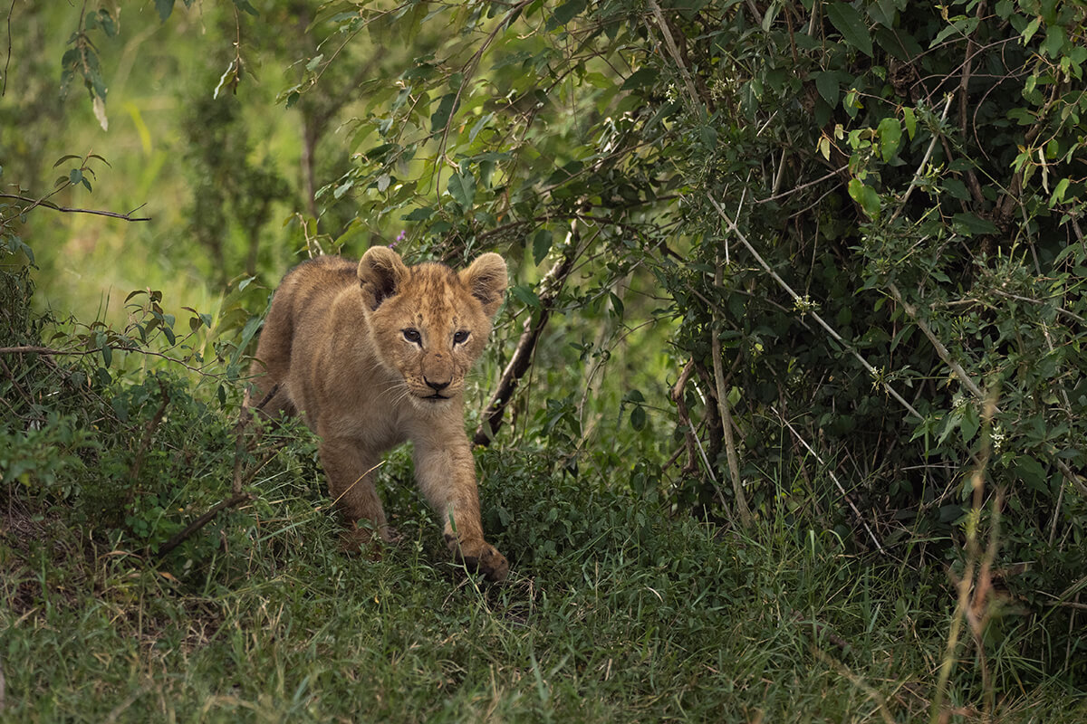 Trascorrere Tre Giorni Consecutivi di Safari nel Masai Mara e Vedere i Piccoli Leoni del Branco Rongai è Stato un Dono Incomparabile