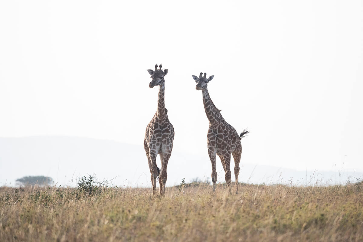 Una coppia di giraffe nella savana durante un safari in Kenya