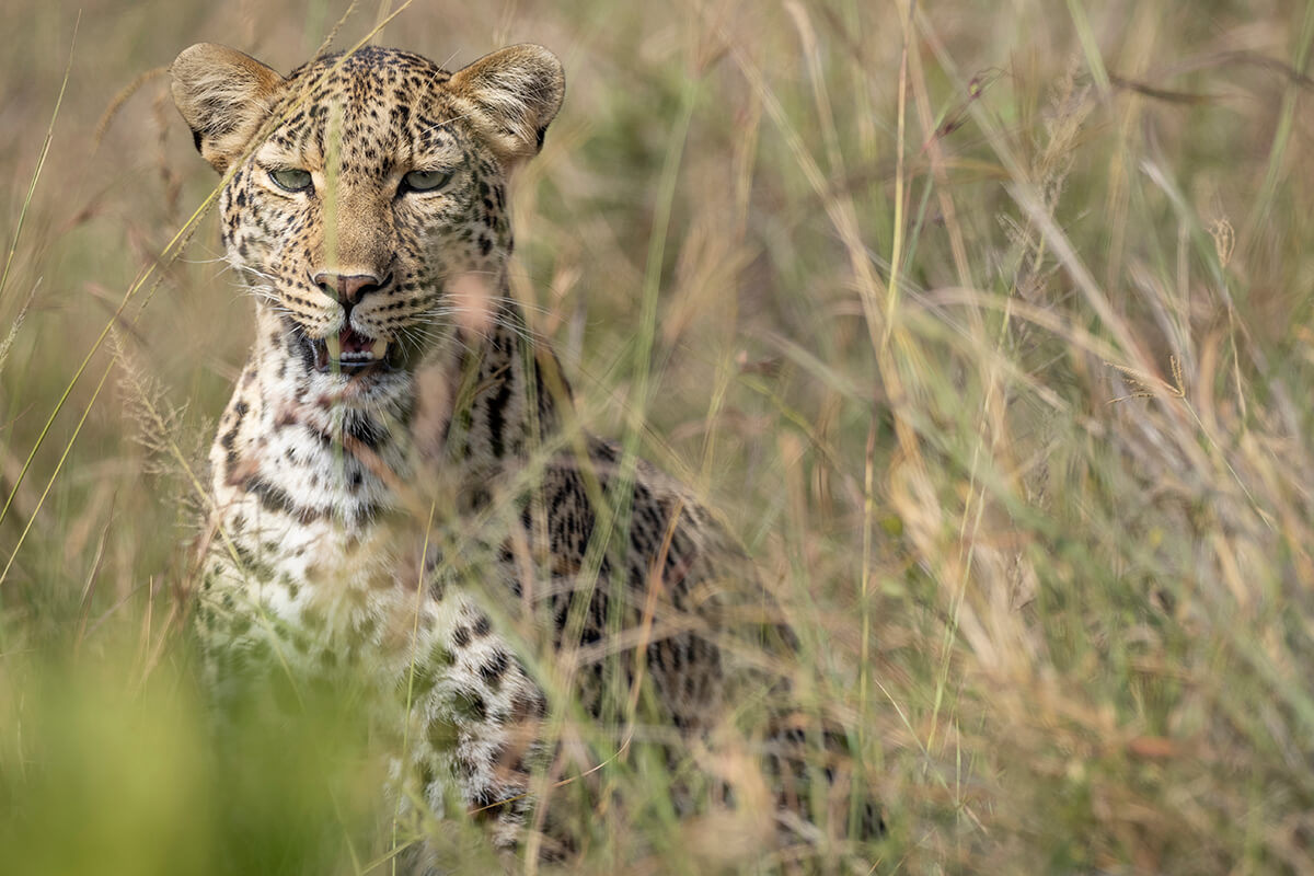 Una giovane femmina di leopardo fotografata durante un safari nel Masai Mara con un'agenzia locale