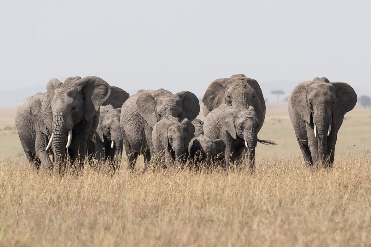 gruppo di elefanti nel Masai Mara