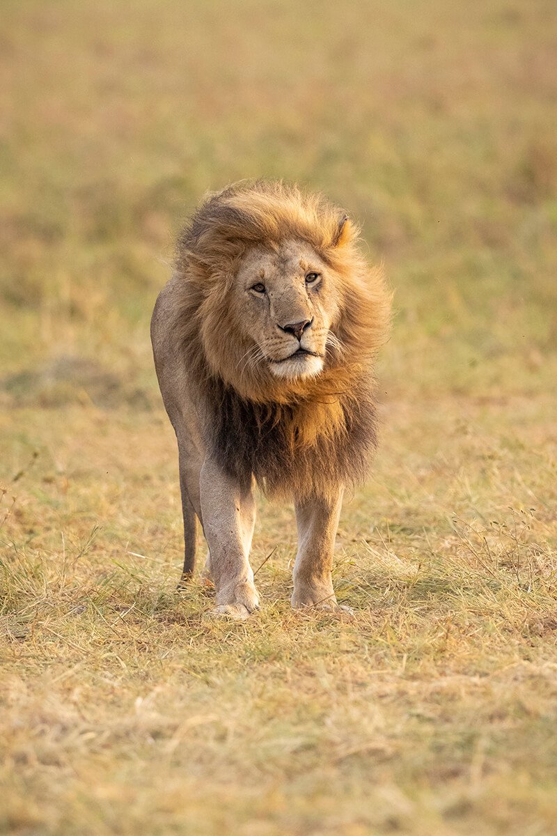 Un safari nel Masai Mara all'alba è il momento migliore per vedere i grandi felini come questo leone maschio.