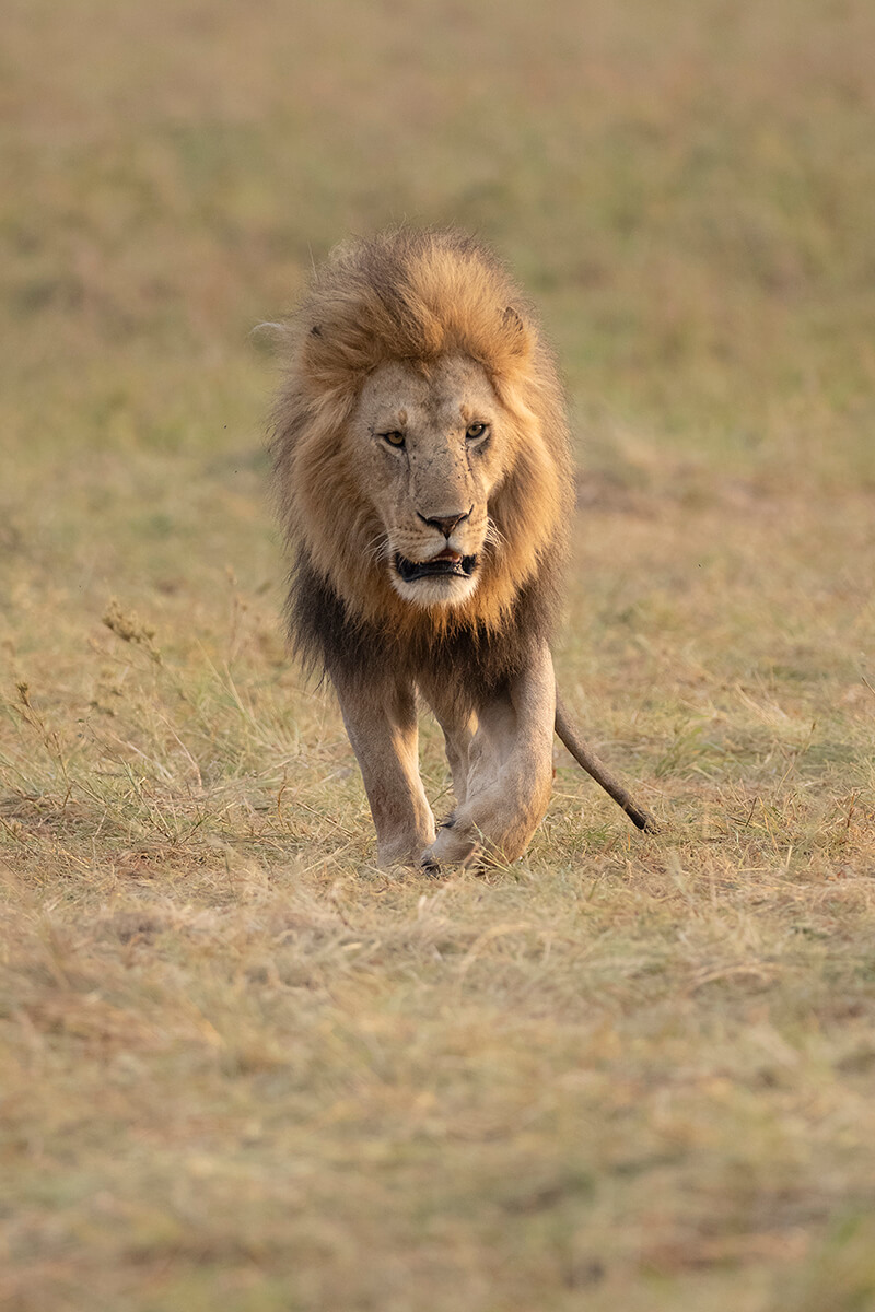 Un Bellissimo Leone Maschio che Cammina Lentamente Durante l'Alba All'Inizio del Safari nel Masai Mara
