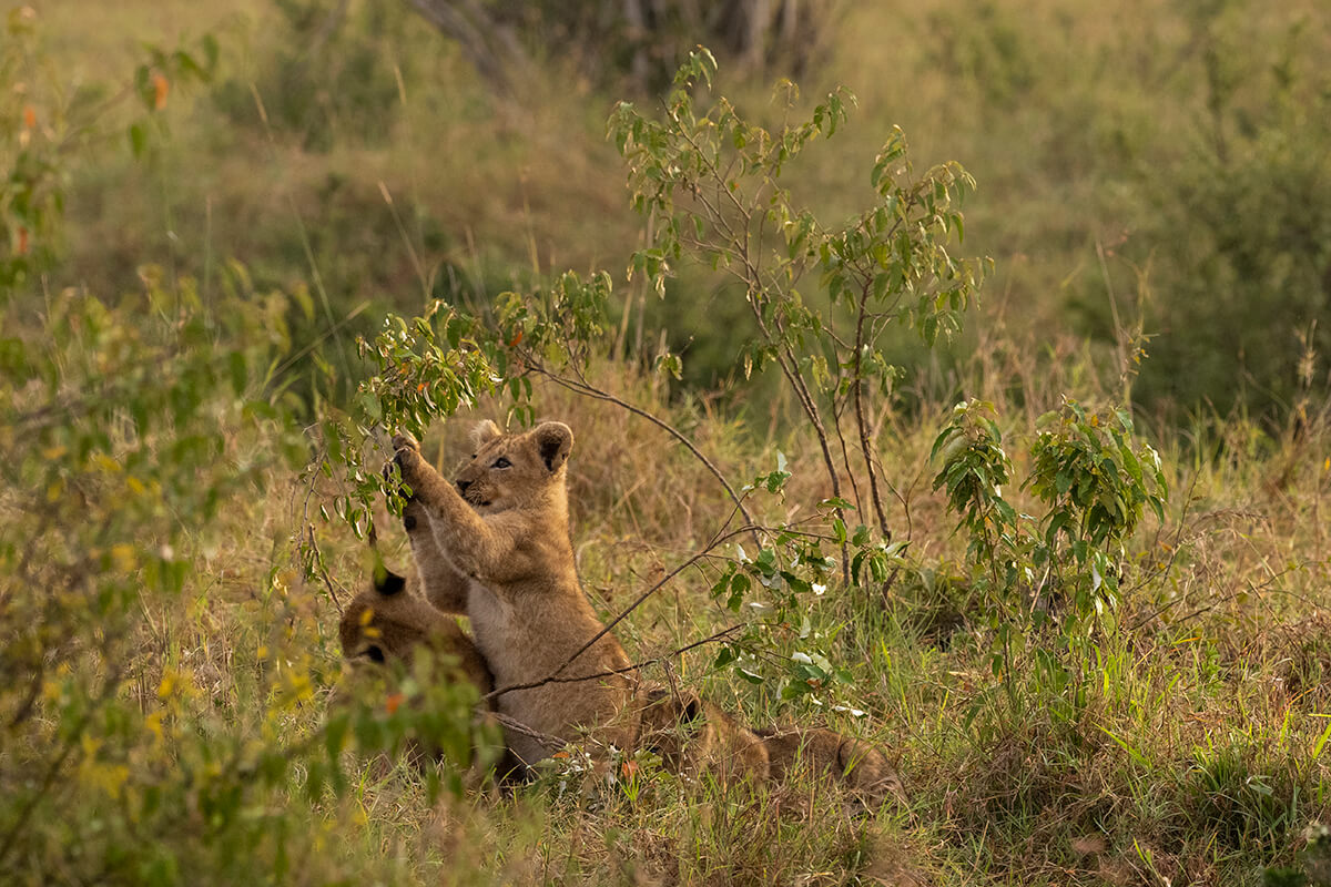 Un piccolo cucciolo di leone fotografato durante un safari nel Masai Mara con un'agenzia locale