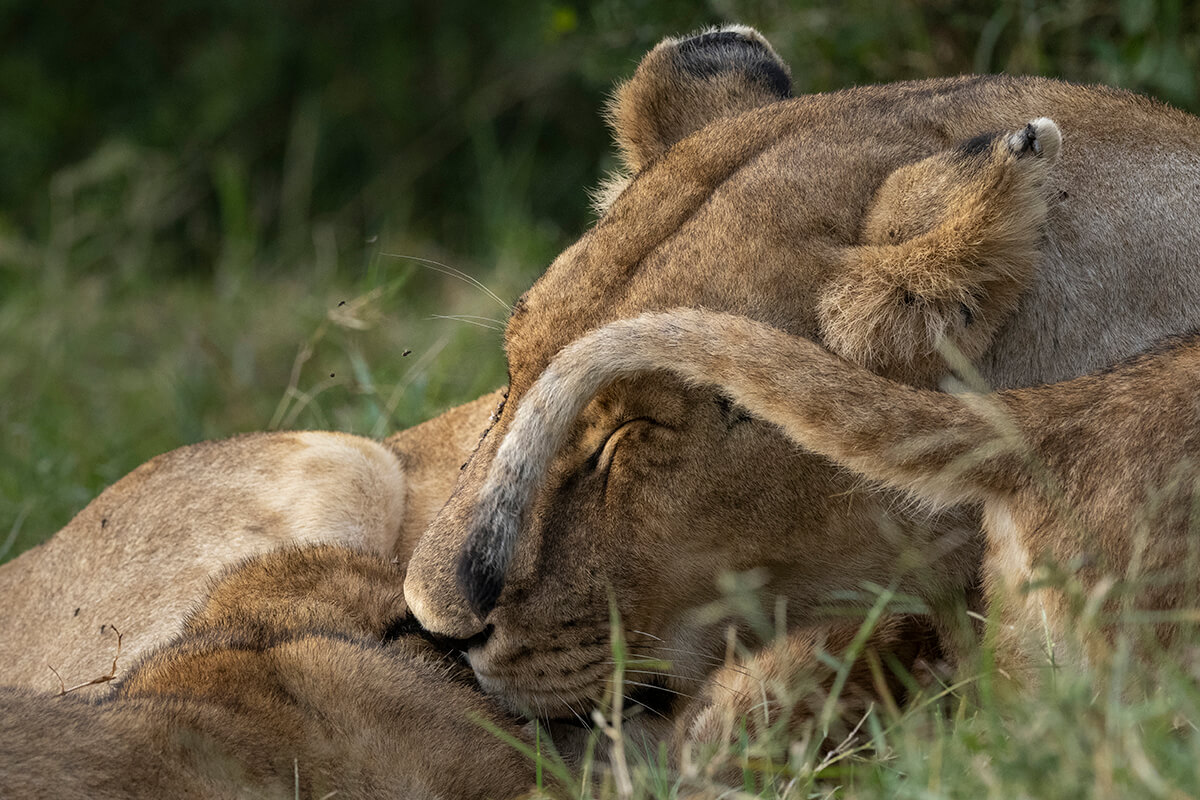 Primo piano di una Leonessa e i Suoi Cuccioli Durante un Safari nel Masai Mara Vicino al Talek Gate